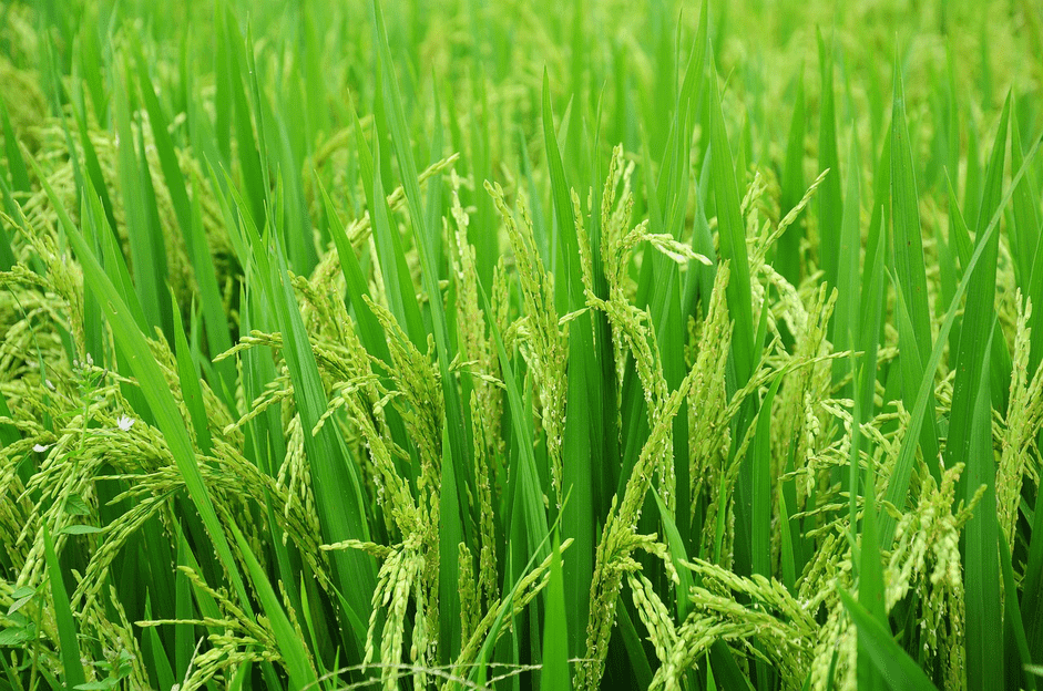 Imran Agro